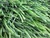 high quality back yard artificial grass