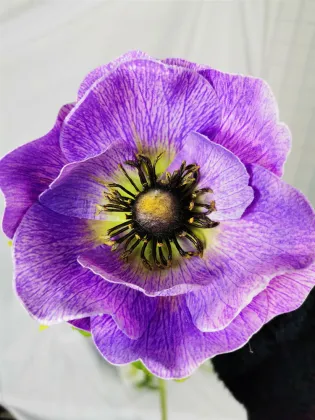 Artificial Anemone Flower Branch for Home Decor