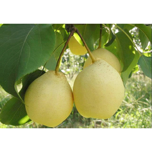 良質の新鮮な梨