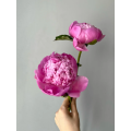 বিলাসবহুল ব্লু ফুজি পিওনি ফুলের ব্যবস্থা