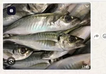 Frozen horse mackerel wr