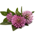 Rhodiola rosea extrahieren 8% Massenrohmaterial