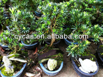 Podocarpus