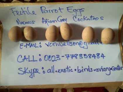 Parrot eggs + incubators