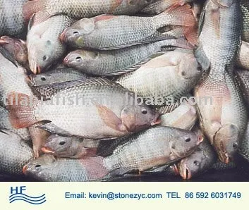 High Protein Low Fat Chinese Tilapia Fish