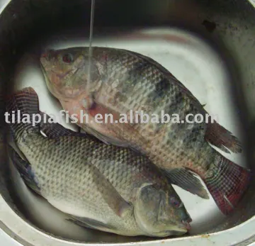 African Market Fresh Tilapia Material Tilapia Whole