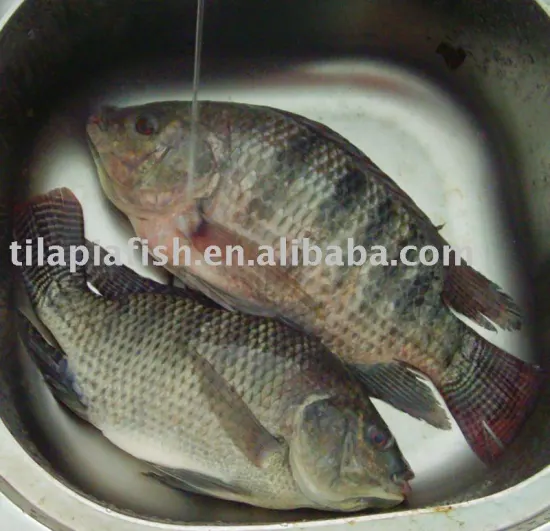 African Market Fresh Tilapia Material Tilapia Whole