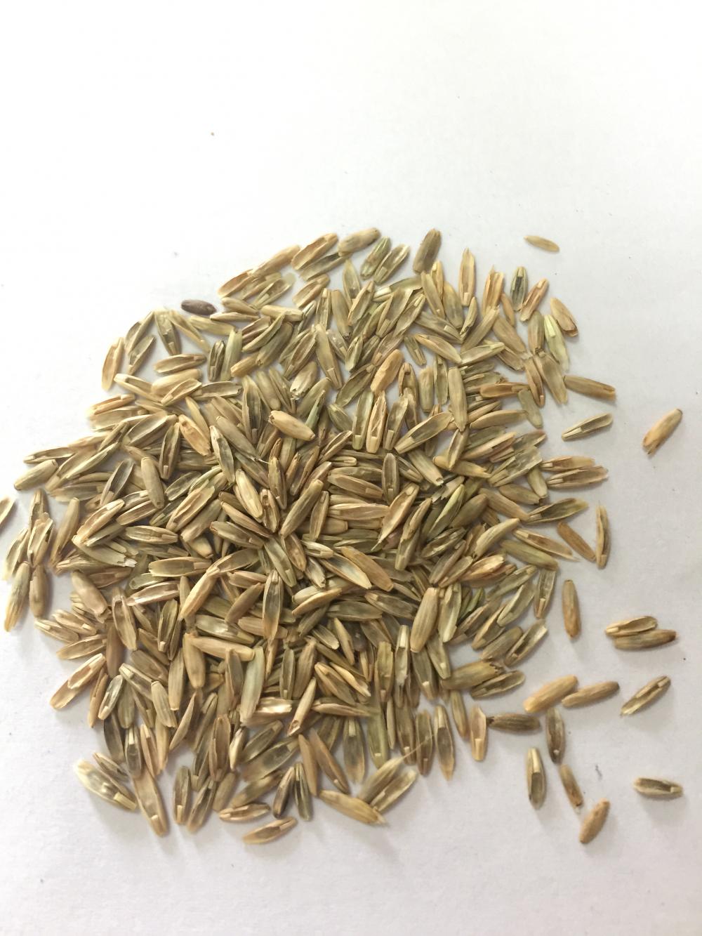 Grass Seed 1