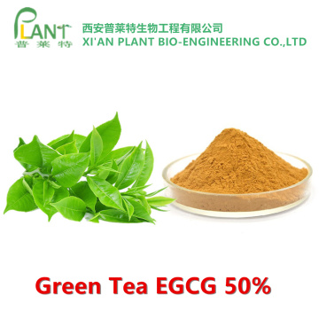 Poudre EGCG d&#39;extrait de thé vert antioxydant naturel
