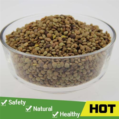 Green lentil specifications for import