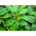 Gymnemic Acid Gymnema Sylvestre Leaf Extract High Quality Gymnema Sylvestre