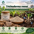 مسحوق Trichoderma reesei الميكروبي لتحلل المخلفات العضوية وإدارة التربة