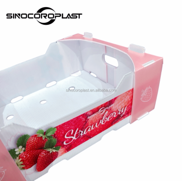 PP Corrugated Strawberry and Grape Box Supermarket Display