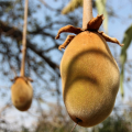 Mafuta safi ya asili ya Baobab