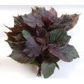 Perilla leaf Extract powder Sale