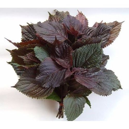 Perilla leaf Extract powder Sale