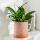 2 Pacote de pacote Plant Pot