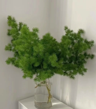 Asparagus retrofractus Greenery Foliage for Indoor Decor