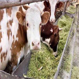 Food/feed additive vitamin K3-MNB