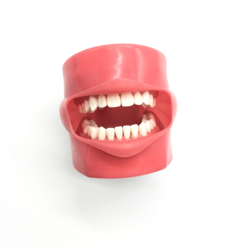 Dental Manikin with Phantom Head for Teaching and Practicing