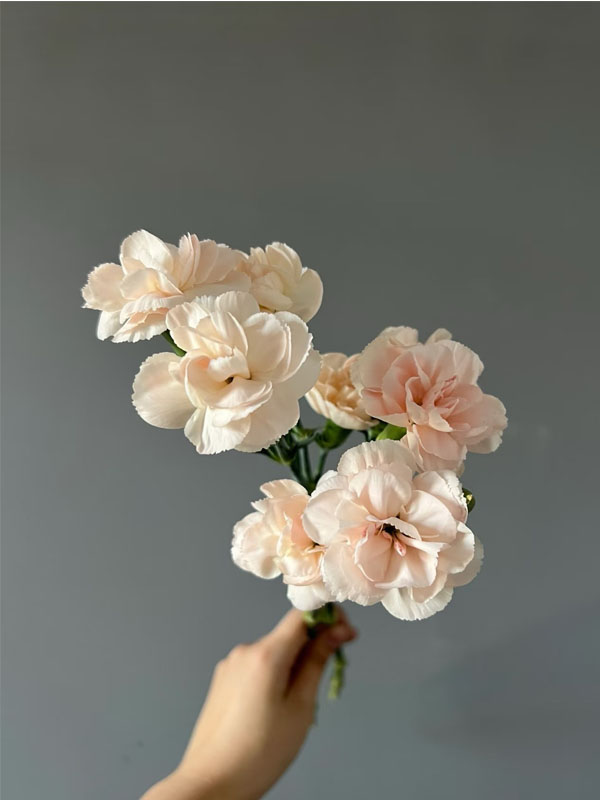 Liunian single headed carnation