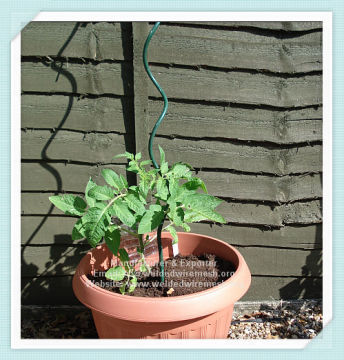Tomato Spiral Plant Supports manufacturer