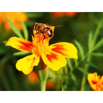 venta caliente alimentos uso miel de abeja