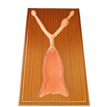 Anatomical model of dog uterus