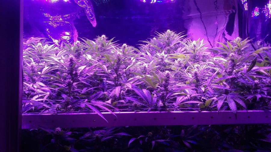 LED Grow Light Cannabis