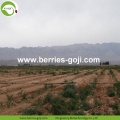 Wholesale Bulk Premium Eu Standard Goji Berry