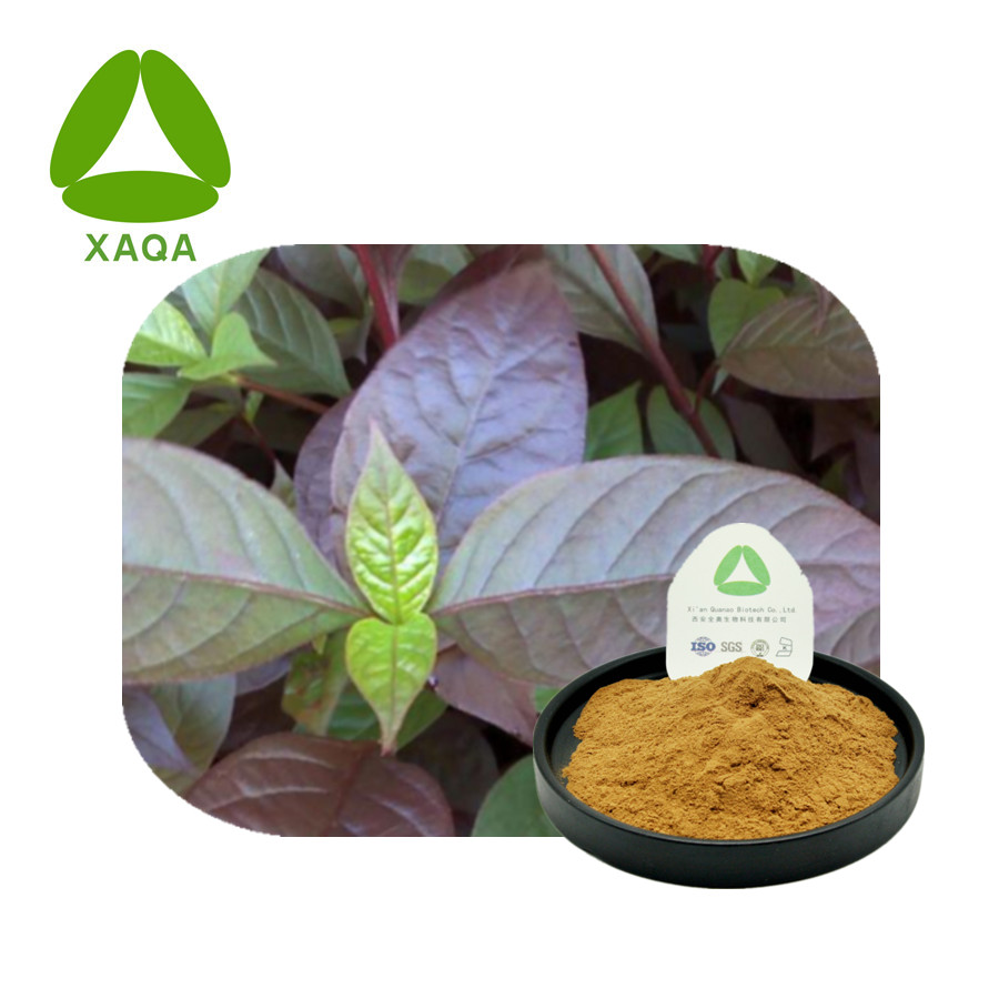 Perilla Leaf Extract Powder Natural Herb