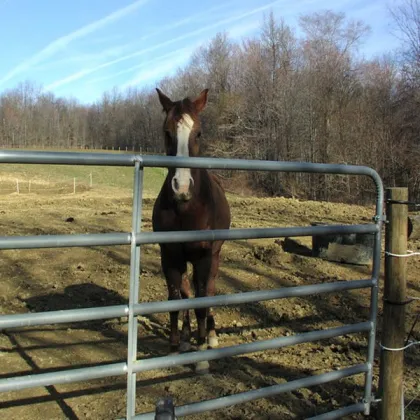 HORSE GATE MANUFACTURER