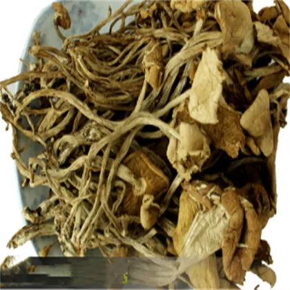 Dried Agrocybe aegerita tea tree mushroom natural agrocybe