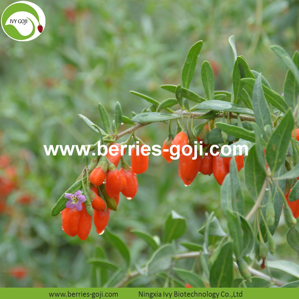 new arrival goji berries