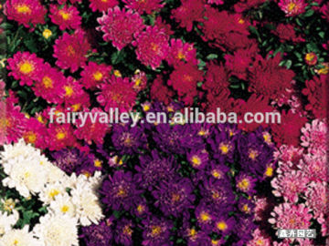 Bonsai flower seeds China Aster Seeds For Sale