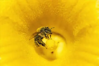100% Pure Honey Organic,natural honey