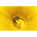 Naturquelle Vergewaltigung Blüte Honig