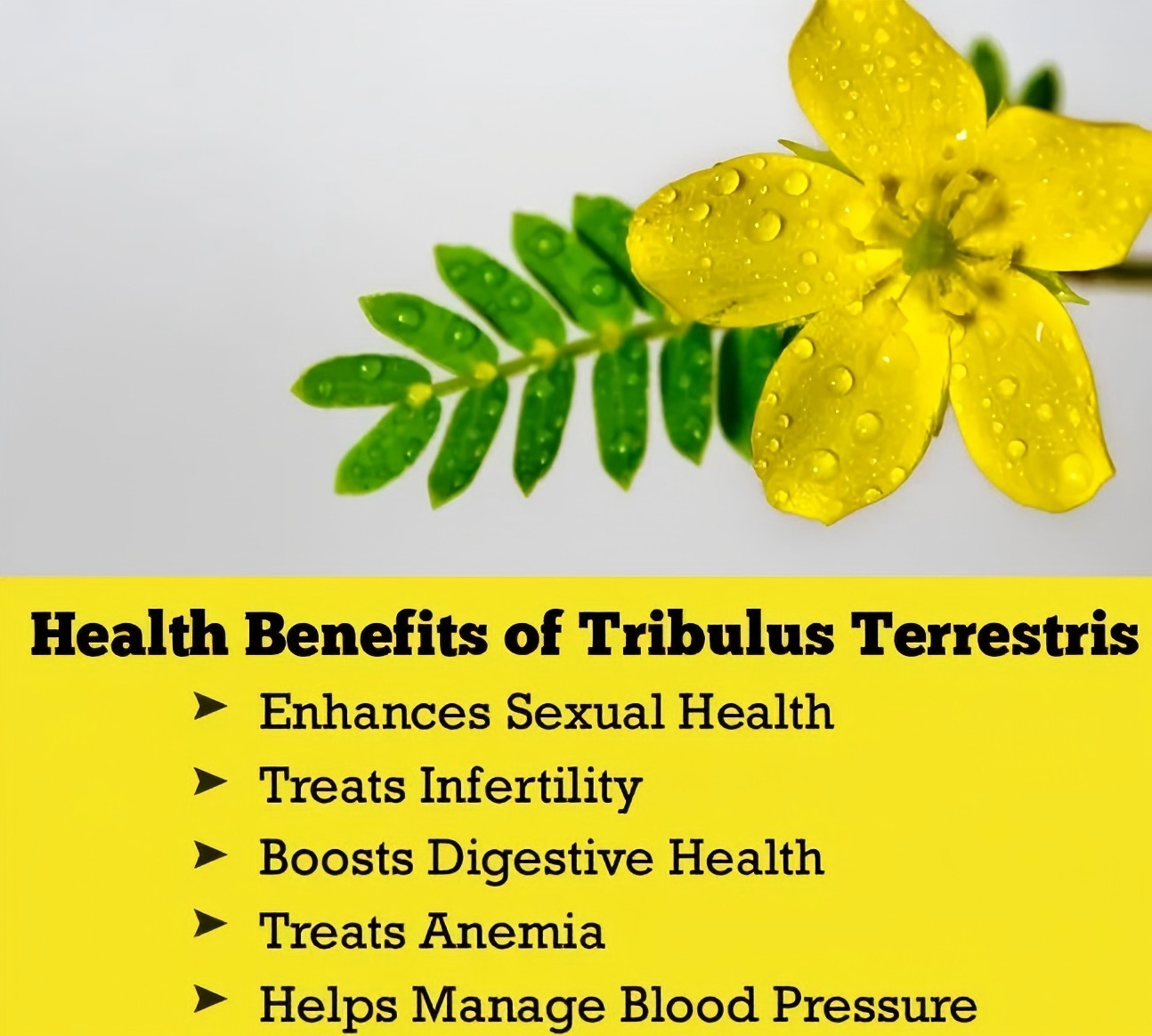 Tribulus Terrestris Extract (6)