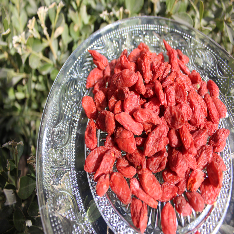 Nutrisi Berenergi tinggi Sehat Goji Berry organik