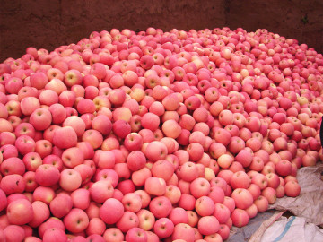 2014 Hot Sale Fresh FUJI Apples