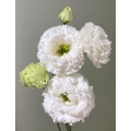 পাইকারি ডাবল Lisianthus সাদা তরঙ্গ প্রিমিয়াম কাট ফুল