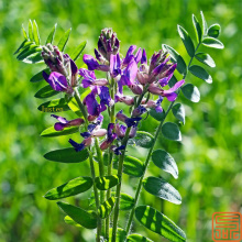 Astragalus Extract Astragaloside 30%