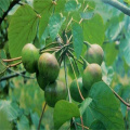Citrus -Lösungsmittel für Tungölholzmalerei