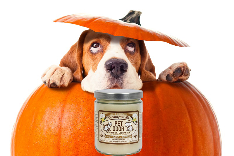 Popular Fragrances Of Pet Odor Exterminating Candles