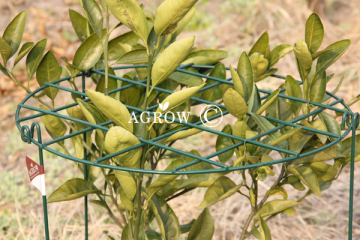 Grow Through Plant Support