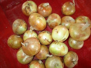 Sizes 5.0-7.0cm Fresh Yellow Onion
