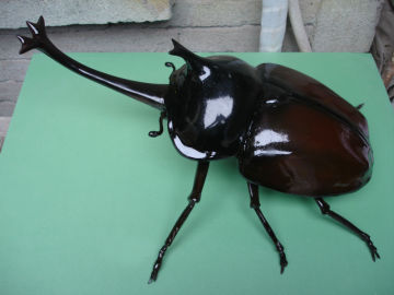 animatronic type animatronic insects