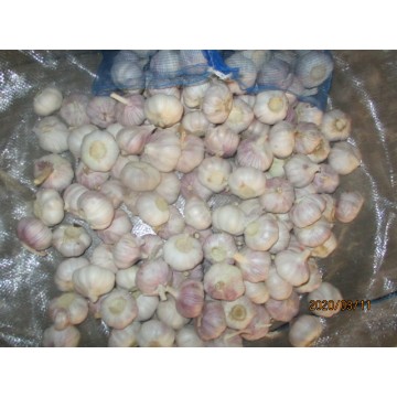 Hot Sale New Crop Knoblauch 2019