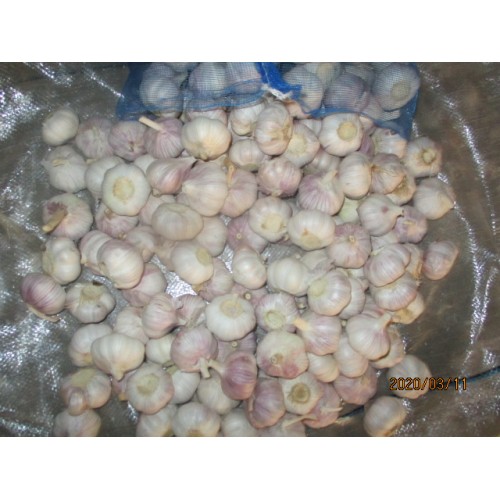 Hot Sale New Crop Garlic 2019