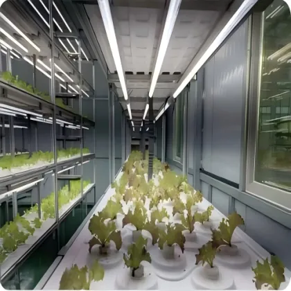 Hydroponics Cultures Plant Technology Container Greenhouse